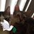 Sue Pendred's profile image
