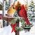 Gail Cardinal's profile image