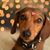 Dana Arnold Gillis's profile image