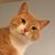 Charley H Cat's profile image