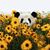 Resa Ka's profile image