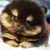 Sean Giangregorio's profile image