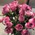 Sabrin Shaik's profile image
