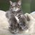 Megan Prator Knowlton's profile image