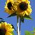 Heather Lange's profile image
