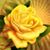 Lora Claywell Woodard's profile image