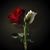 Rossi Bonaccorso's profile image
