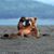 Steve Armstrong's profile image