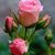 Lorna Specht Corso's profile image