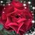 Rachel Rivas Lucero's profile image