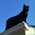 Mary Rhodes Romanowski's profile image