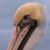 Pam Gross's profile image