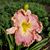 Karen Scott's profile image