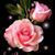 Patricia Gale's profile image