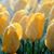 Diane Merrick's profile image