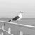Cindy Billups Mills's profile image