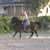Annika Greder's profile image