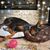 Tanya Thomson's profile image