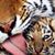 Kush K Patel's profile image