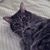 Annie Shepherd's profile image