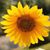 Susan Griffin-Collins's profile image