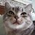 Cindy Borrell's profile image