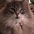 Robert Pulley's profile image