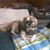 Rose VanDyke's profile image