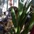 Sue Kinzer's profile image