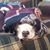 Shauna Bourgeois Niedziela's profile image