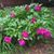 Linda C. Allen's profile image