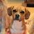 Jeff Shabo's profile image