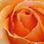Lori Collins's profile image