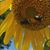 Susan Park Hembree's profile image