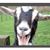 Catherine Harcourt's profile image