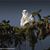Angela Angel Rao-Brown's profile image