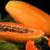Md Hasim's profile image