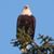 TheEagle Young's profile image