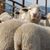 Cathy Becknell Baucus's profile image