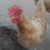 Laura Cerny-Ciaccio's profile image