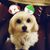 Dawn Adams Mordorski's profile image