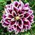 Caricia Martinez's profile image