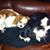 Trish McKibbin's profile image