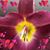 Shelia Green's profile image
