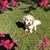 Carol Simmons's profile image