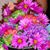 Pat Roschel Coomes's profile image