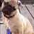 Patricia Anne Bowen's profile image