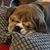 Holly Heydt Rhodes's profile image