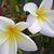 Janice Steigmeyer George's profile image