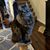 Shannon L. Planer's profile image